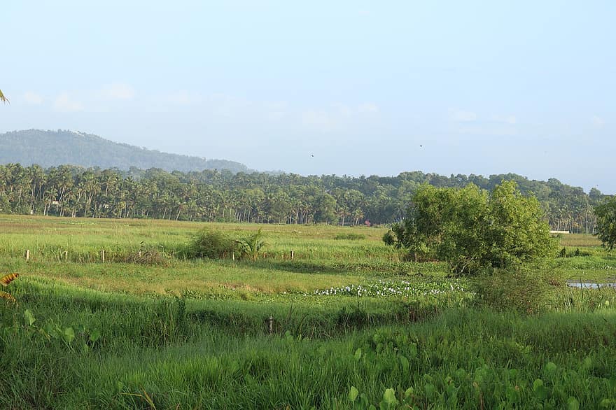 Kerala, Natur, Grün, Landschaft, Umgebung, natürlich, draussen, Feld, Himmel