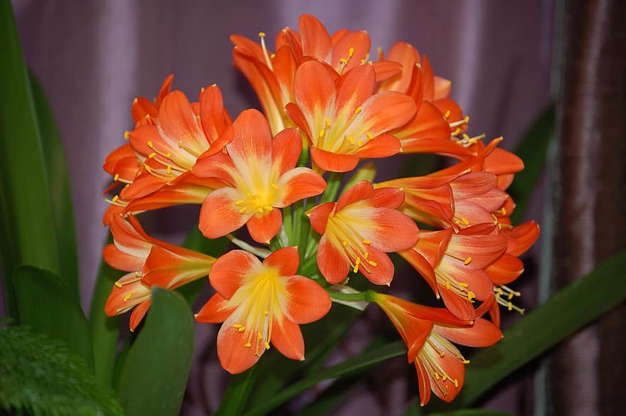 Clivias, Flowers, Garden, Orange Flowers, Petals, Orange Petals, Blossom, Bloom, Plants, Flora