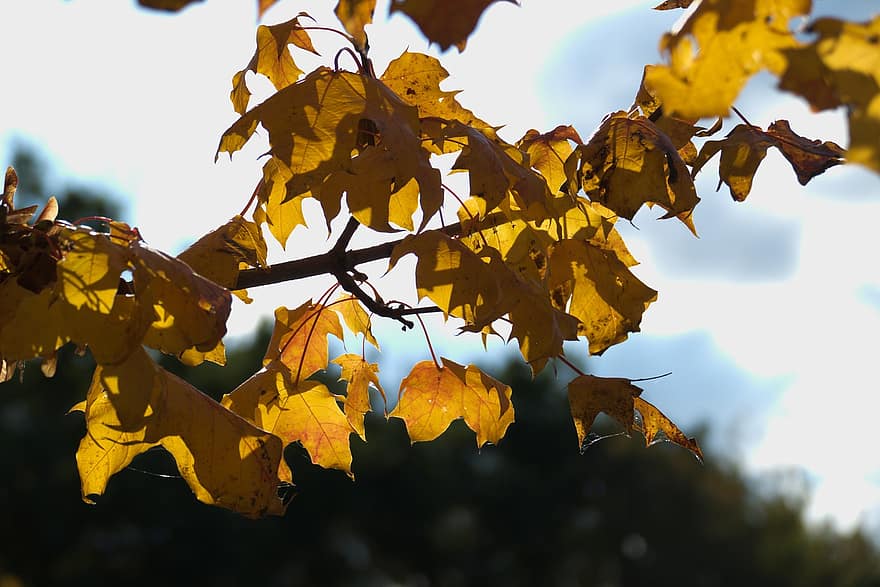 bladeren, tak, vallen, gebladerte, herfst, boom, fabriek, herfst kleur, val kleur, natuur