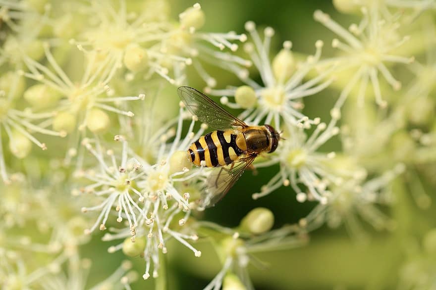 Grove Hover Fly, lebegnek, rovar, beporzás, syrphus ribesii, természet, rovartan, bezár, közelkép, makró, virág