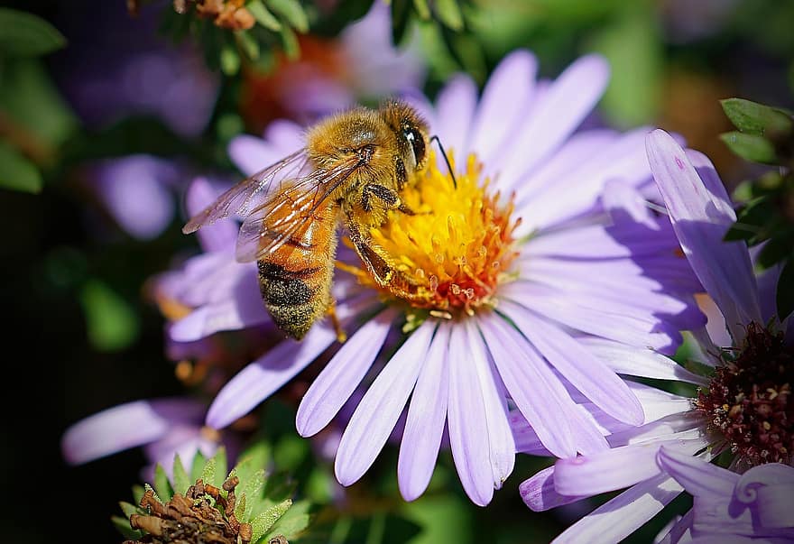 mehiläinen, hyönteinen, pölyttää, pölytys, kukka, siivekäs hyönteinen, siivet, luonto, Hymenoptera, hyönteistiede, makro