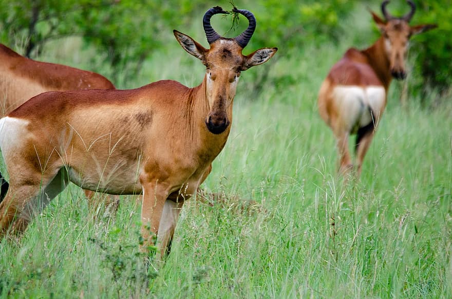dyr, antilope, pattedyr, Coke's Hartebeest, Kongoni, arter, fauna