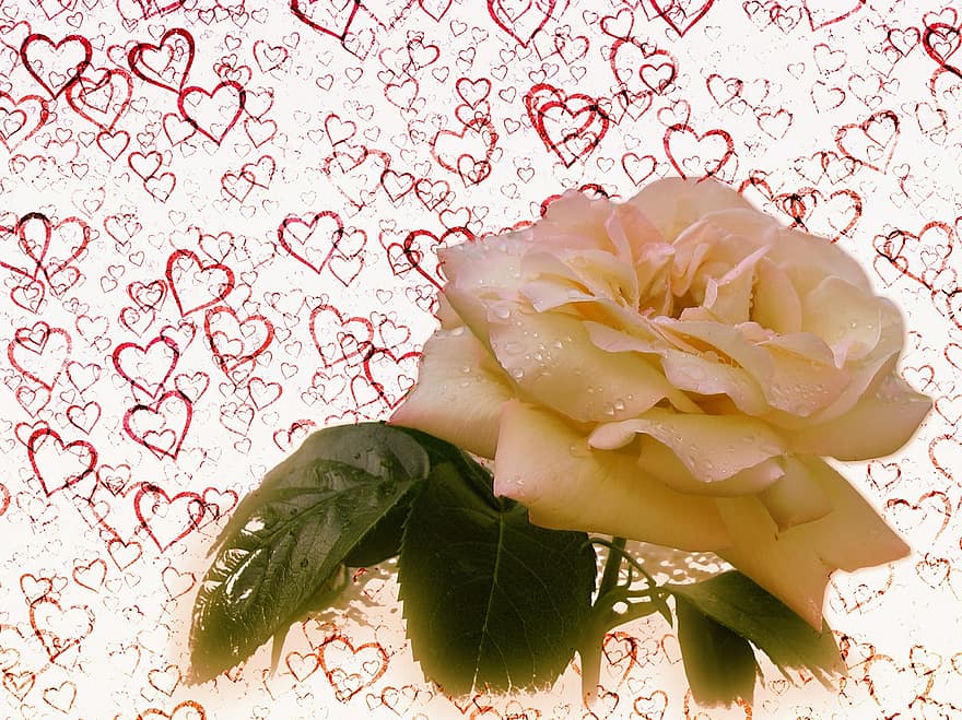 rosa, cor, amor, cor d'amor, en forma de cor, vermell, símbol, romanç, dia de Sant Valentí, casament, dia de la mare