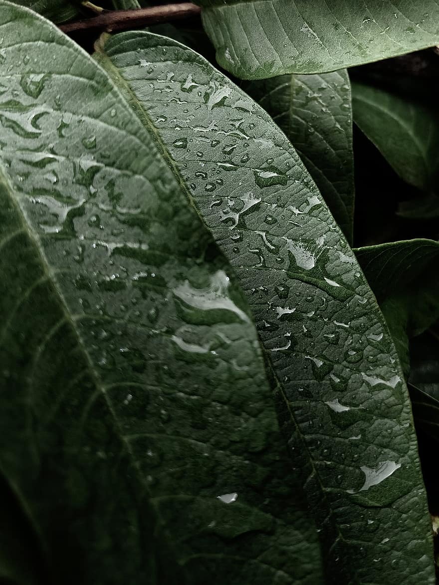 le foglie, pianta, rugiada, bagnato, Guazza, gocce di pioggia, fogliame, natura, avvicinamento, Carta da parati 4k