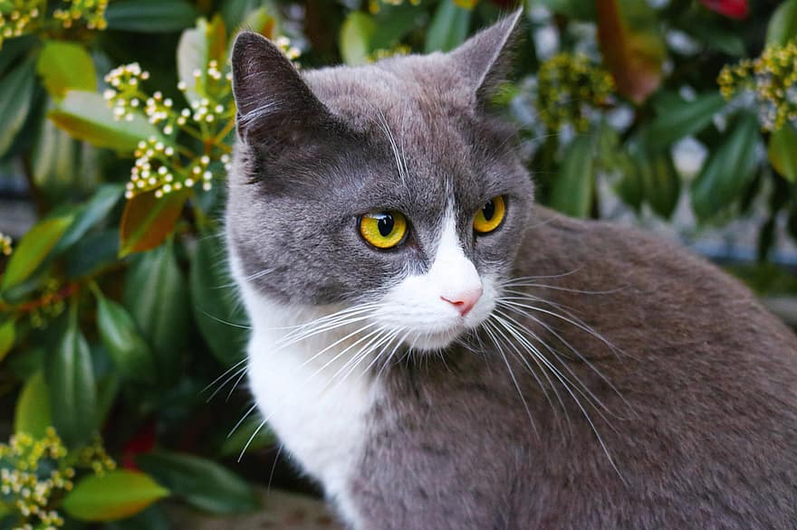 кішка, тварина, ссавець, котячих, кошеня, жовті очі, милий, фауна, приручений, портрет, котячий портрет