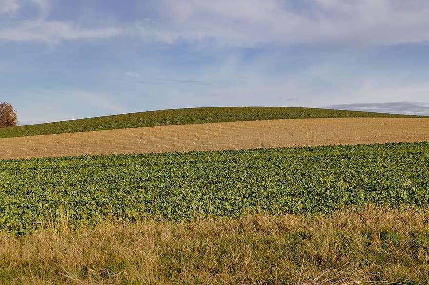 des champs, agriculture, campagne, la nature, scène rurale, Prairie, ferme, herbe, été, paysage, bleu