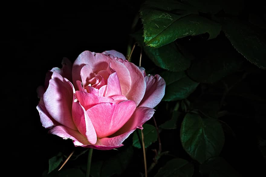 roos, bloem, rose bloei, roze bloem, bloemblaadjes, rozenblaadjes, bloeien, bloesem, flora