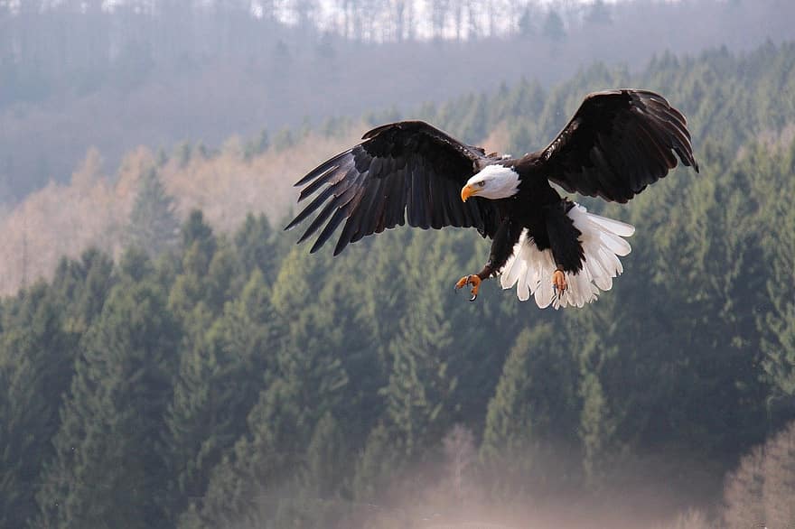Eagle, Nature, Impressive, Bird, Feather, Adler, Majestic, Flying, Wildlife