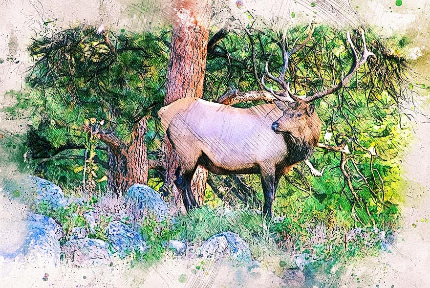 mladý býk elk, elk, jelen, wapiti, skalnaté, zvíře, volně žijících živočichů, Jelen, Příroda, divoký, savec