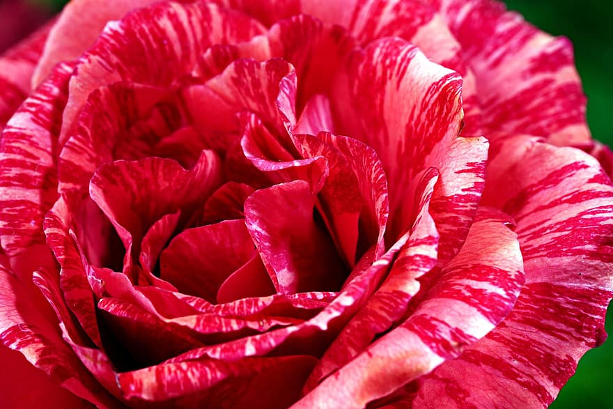 Rose, Flower, Plant, Bi-color Rose, Petals, Bloom, Flora, Nature, Garden, close-up, petal