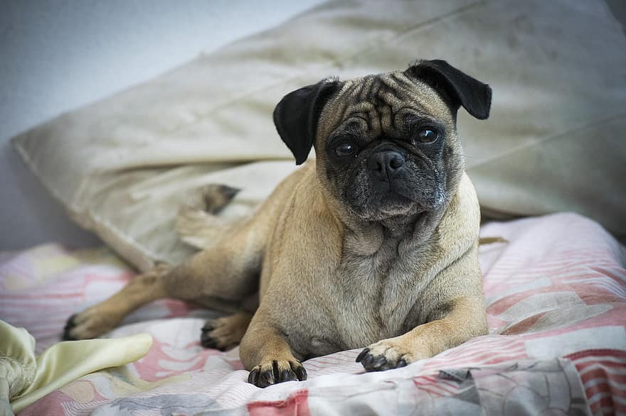 Pug, Dog, Pet, Animal, Cute, Canine, Small, Doggy, Domestic, Puppy, Adorable