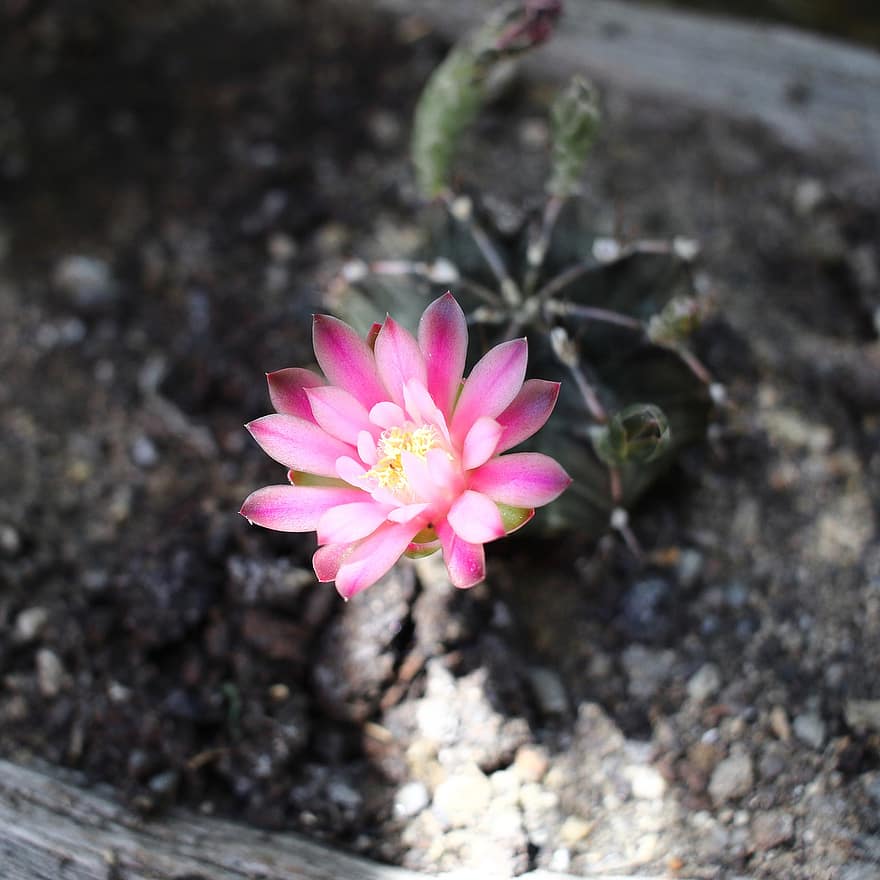 cactus, cactus flower, floare roz, natură, floare, grădină, plantă, a închide, frunze, cap de floare, petală