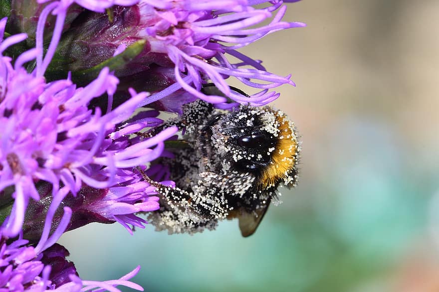 Abellot, abella, insecte, flor, pètals, pol·len, polinització