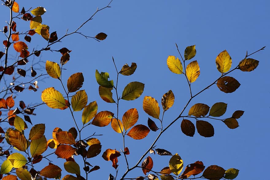 листя, гілки, падіння, осінь, осінні листки, дерево, Рослина, природи, небо