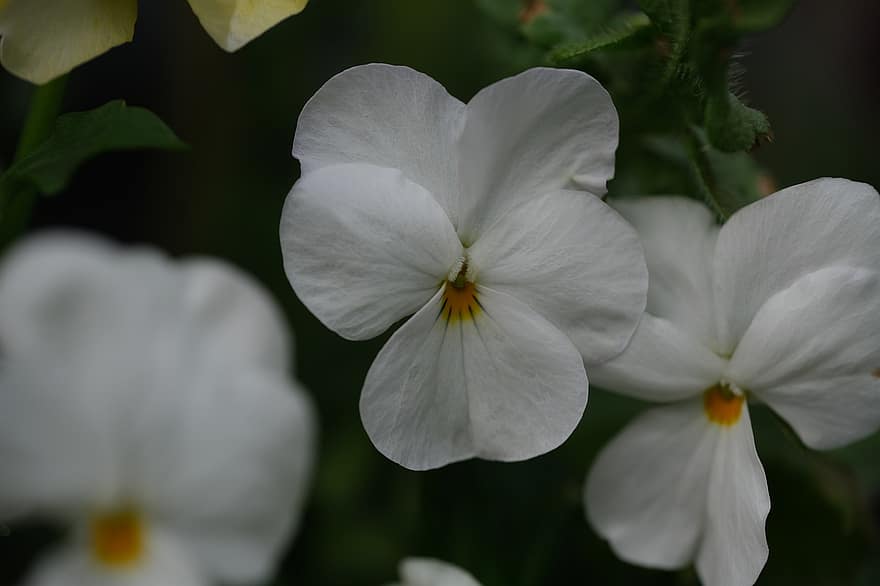 бяло цвете, виола, трицветна теменуга, цвете, растение, природа, листенца, трикольор