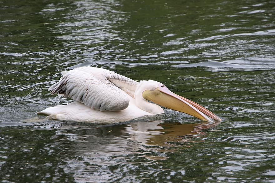 Pelican, Bird, Animal, Water Bird, Waterfowl, Aquatic Bird, Beak, Bill, Feathers, Plumage, Pond