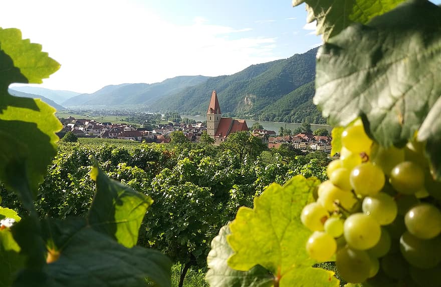 dorp, druiven, wijngaard, landschap, vallei, wijnbouw, landbouw