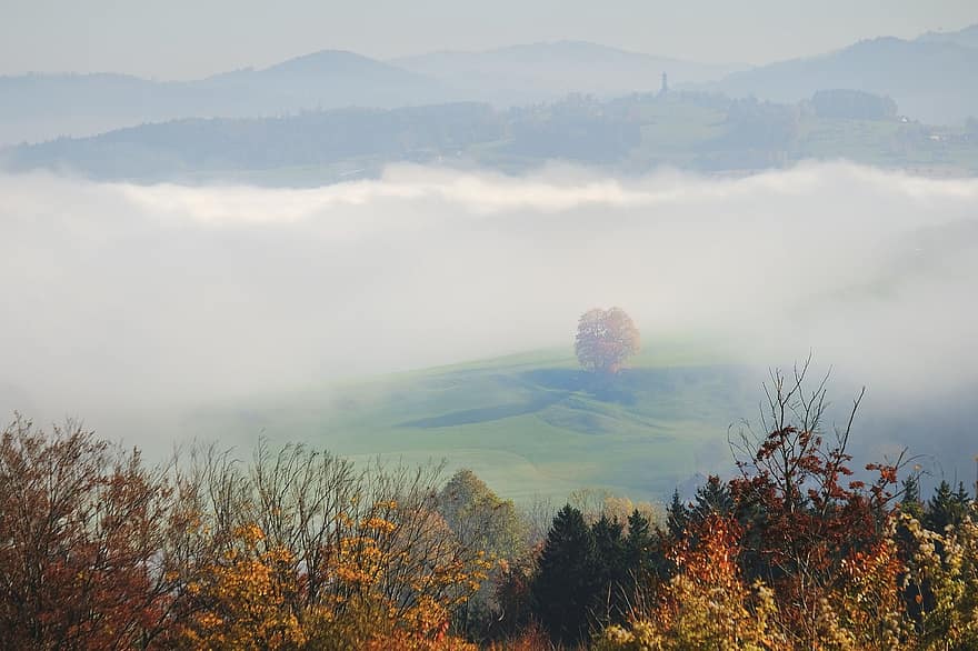 alberi, nebbia, autunno, autunnale, natura