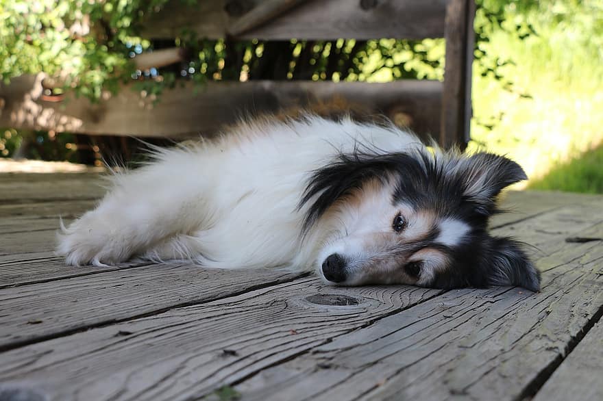 sheltie, σκύλος, υπόλοιπο, κουρασμένος, shetland sheepdog, κατοικίδιο ζώο, ζώο, κατοικίδιο σκύλο, κυνικός, θηλαστικό ζώο, χαριτωμένος