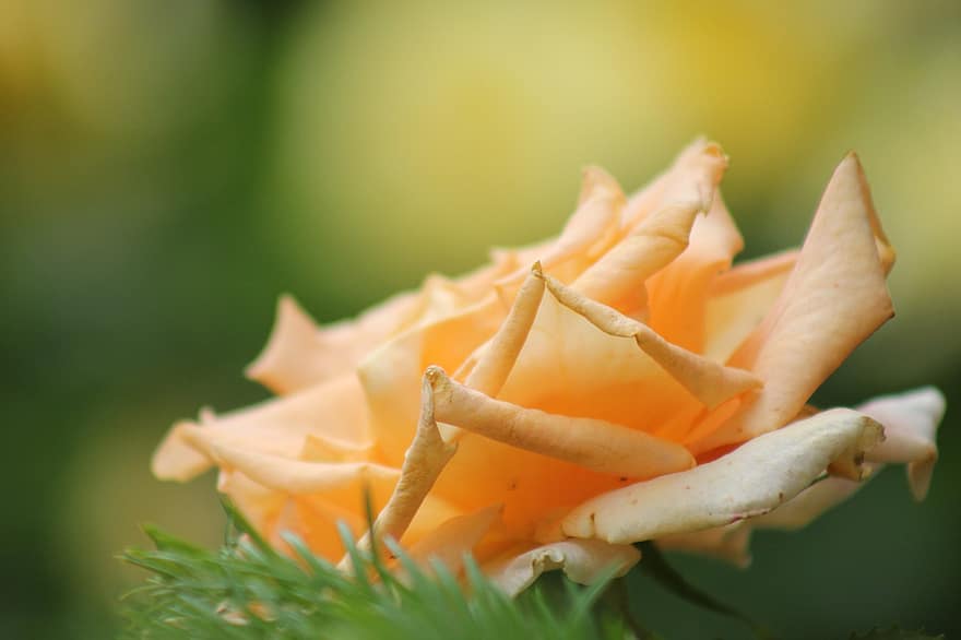 rose orange, fleur d'oranger, Rose, fleur, Floraison, la nature, fermer, plante, feuille, pétale, été