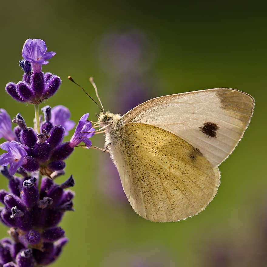 kupu-kupu, serangga, lavender, alam, mekar, berkembang, merapatkan, menanam, violet, sayap, taman