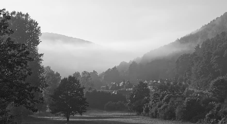 Fog, Nature, Outdoors, Travel, Exploration, Monochrome, Trees, Rural, Woods, tree, forest