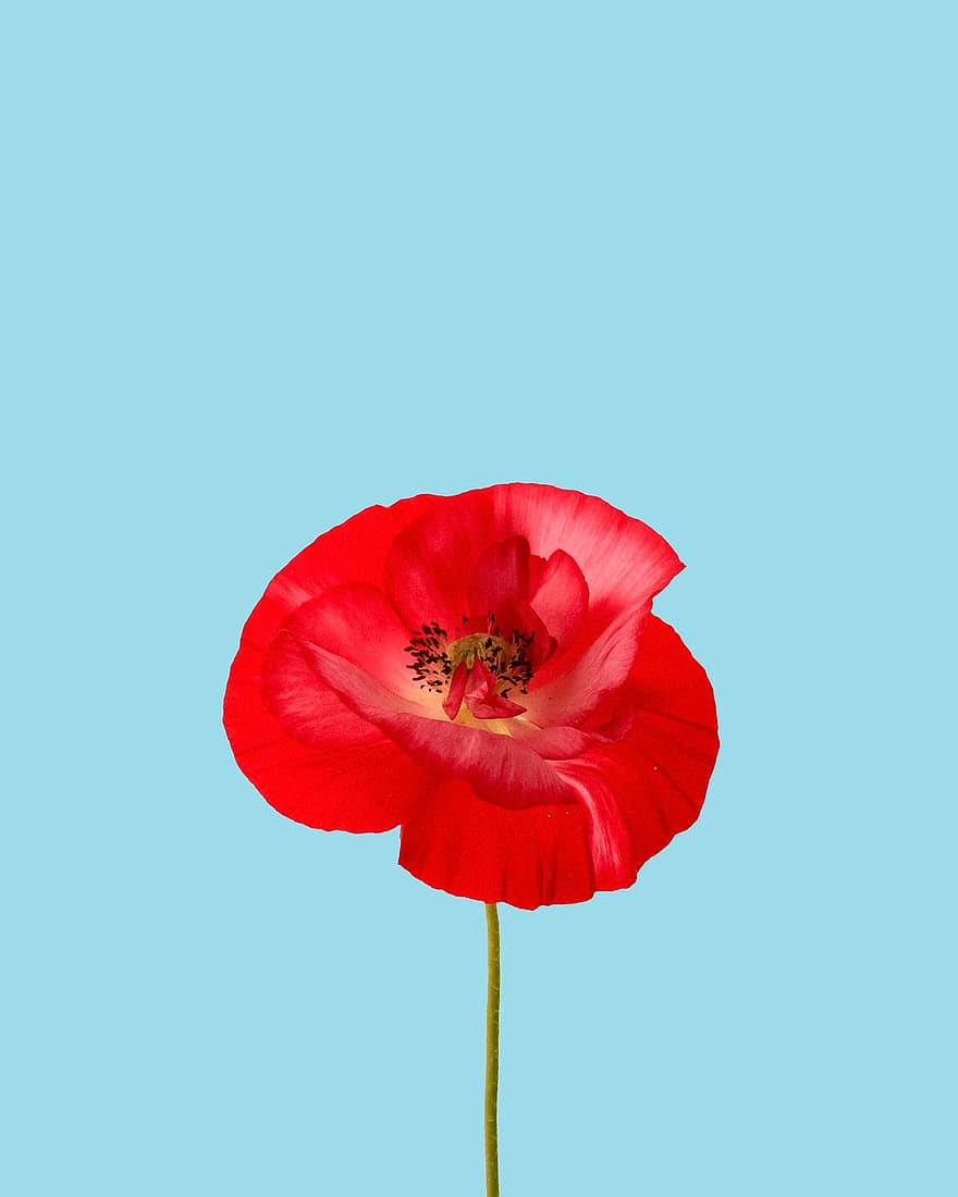 Red Poppy, Poppy, Bloom, Red Flower, Flora, Blossom, Floriculture, Horticulture, Botany