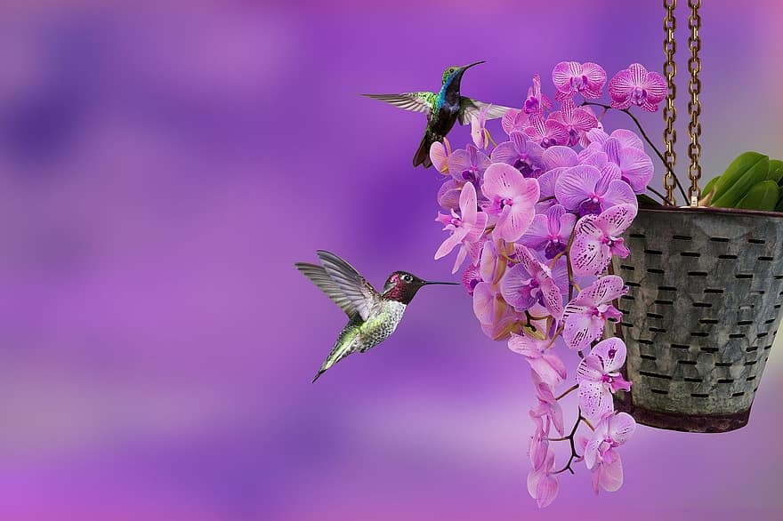 Flower, Orchid, Bird, Exotic, Humming-bird, Nectar, Pollinate, Ornithology, hummingbird, close-up, multi colored