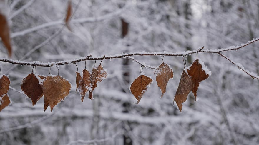 雪、ブランチ、木、葉、冬、閉じる、雪が多い、覆われた、コールド、季節の、自然