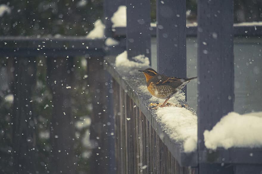 drozd, sníh, pták, posazený, posazený pták, sněží, sněžení, ave, ptačí, ornitologie, pozorování ptáků