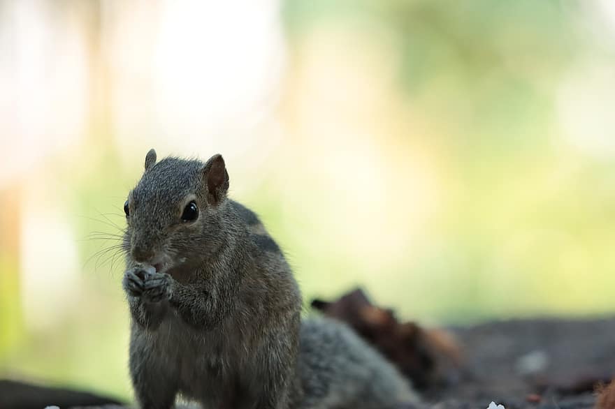 esquirols, naturalesa