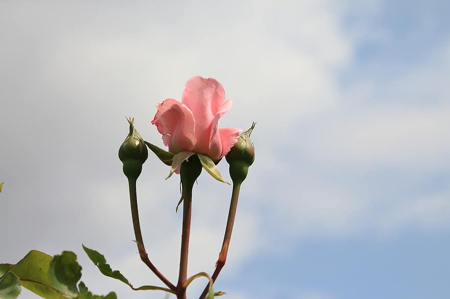 Rose, Buds, Flower, Rose Buds, Blossoming, Blooming, Flora, Floriculture, Horticulture, Botany, Nature