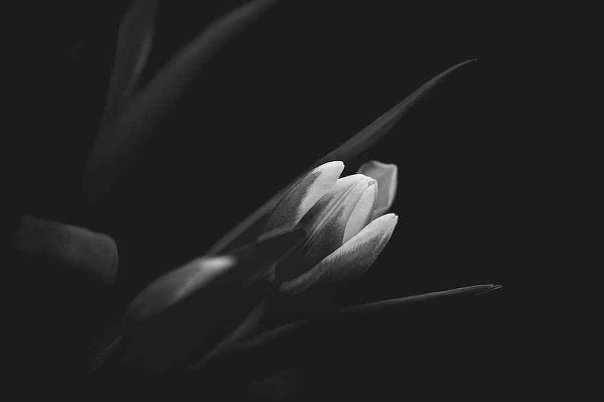 květ, tulipány, zahrada, černobílý, jaro, detail, rostlina, list, okvětní lístek, květu hlavy, makro