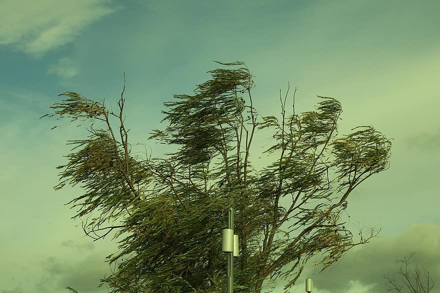 Tree, Wind, Leaves, Clouds, Storm, Fall, Landscape, summer, blue, green color, cloud