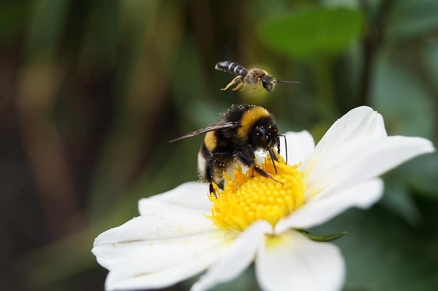 insectă, polen de albina, Într-un pachet dublu, a închide, Hummel, viespe, polen, nectar, aripă, grădină