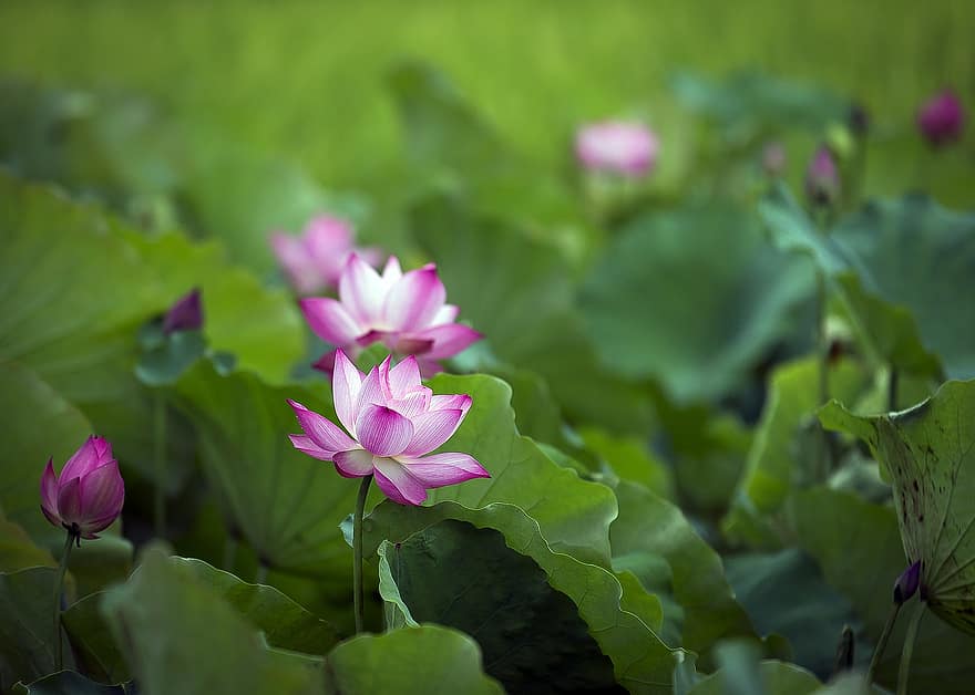 lotosas, vasara, Gėlės auga natūraliai, Žuvies ežere, Viliojantis kvapas