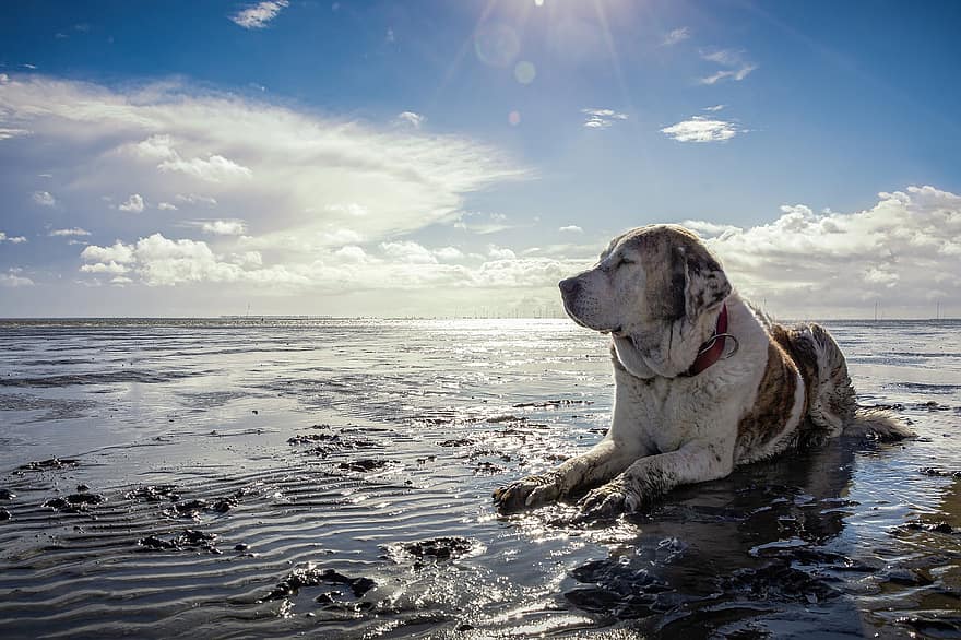 hund, kjæledyr, Strand, kyst, shore, strandlinjen, dyr, husdyr, canine, pattedyr, søt