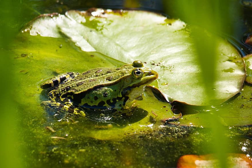 개구리, 동물, 못, 녹색 연못 개구리, 수륙 양용 비행기, 야생 생물, 물, 릴리 패드, 자연
