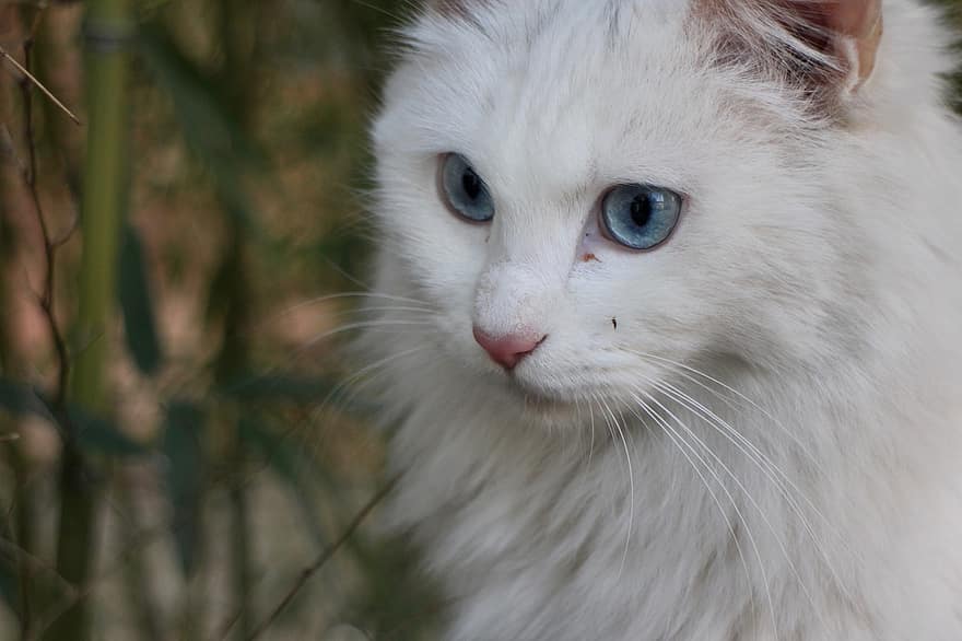 katt, kjæledyr, dyr, hvit katt, blå øyne, innenlands, feline, pattedyr