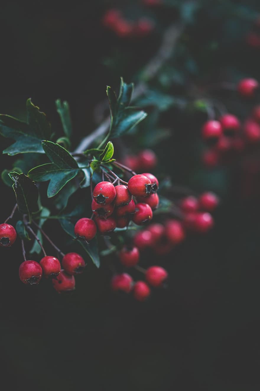 Berries, Plants, Nature, Garden, Serene, Forest, Leaves, Branches, Sheet, Color