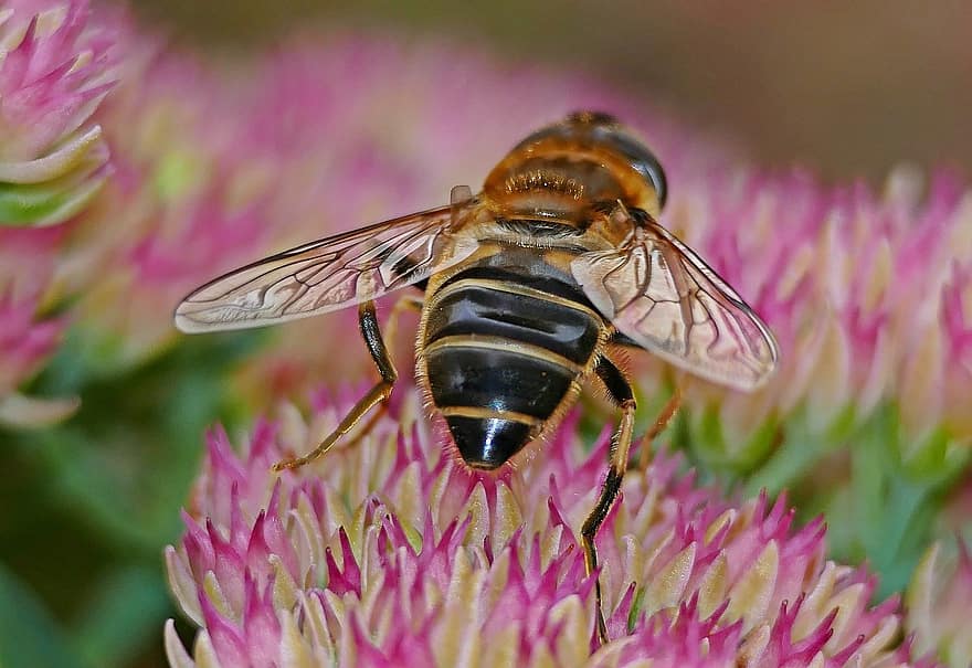 drone létat, hmyz, květ, Příroda, detail, včela, zvíře, makro, opylování, letní, rostlina