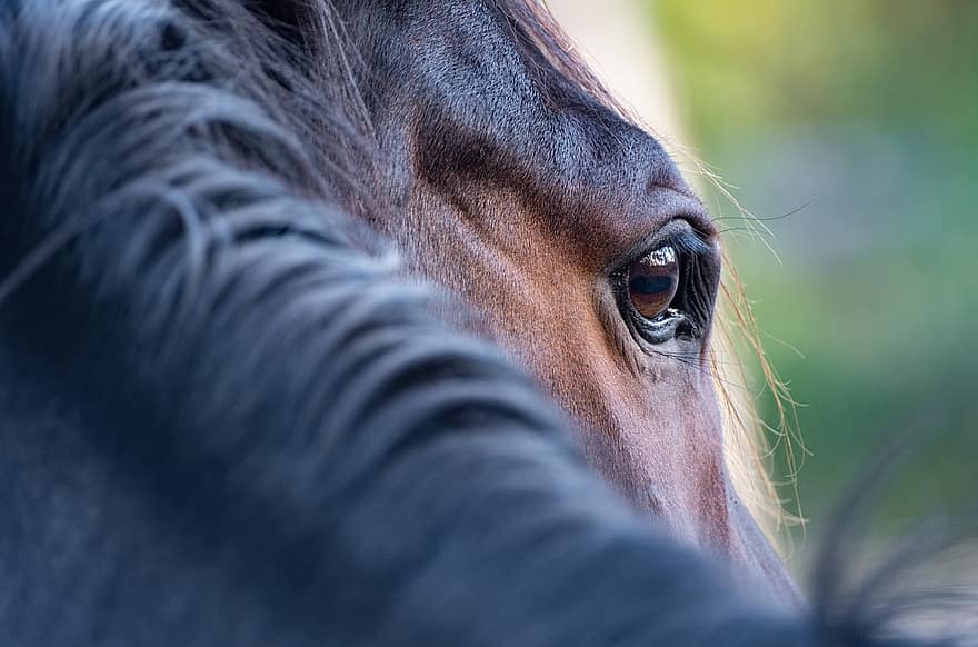 hest, øje, manke, tæt på, hesteøje, Hesteoplysninger, pattedyr, dyr