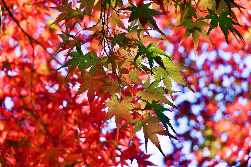 rudenī, Kļava, rudens sezona, raksturs, lapas, dzeltens, koks, sezonā, daudzkrāsains, dinamiskas krāsas, mežs