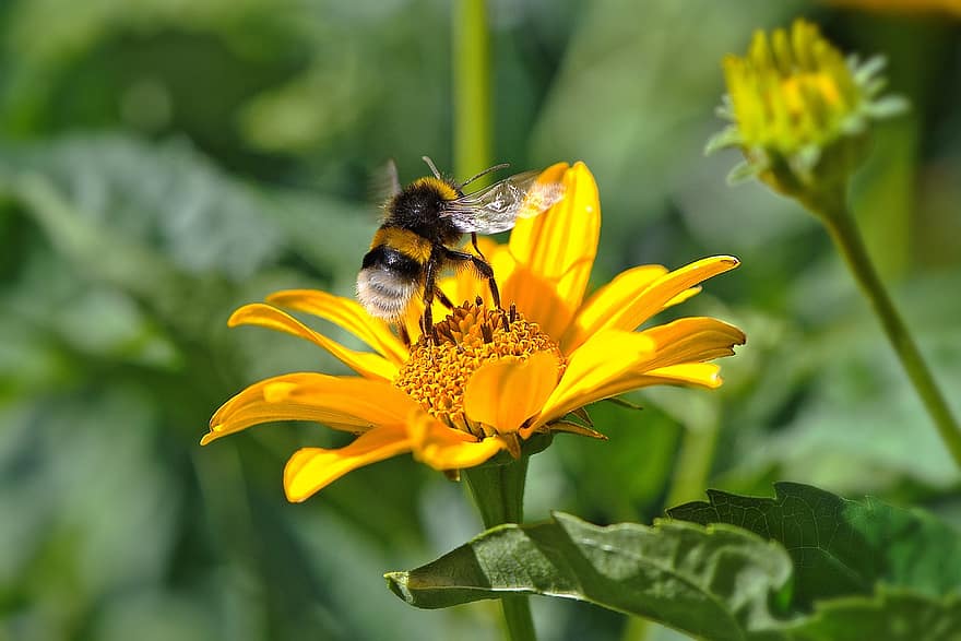 bi, blomma, gul, insekt, honungsbi, natur, trädgård, växt, nektar, flora, sommar