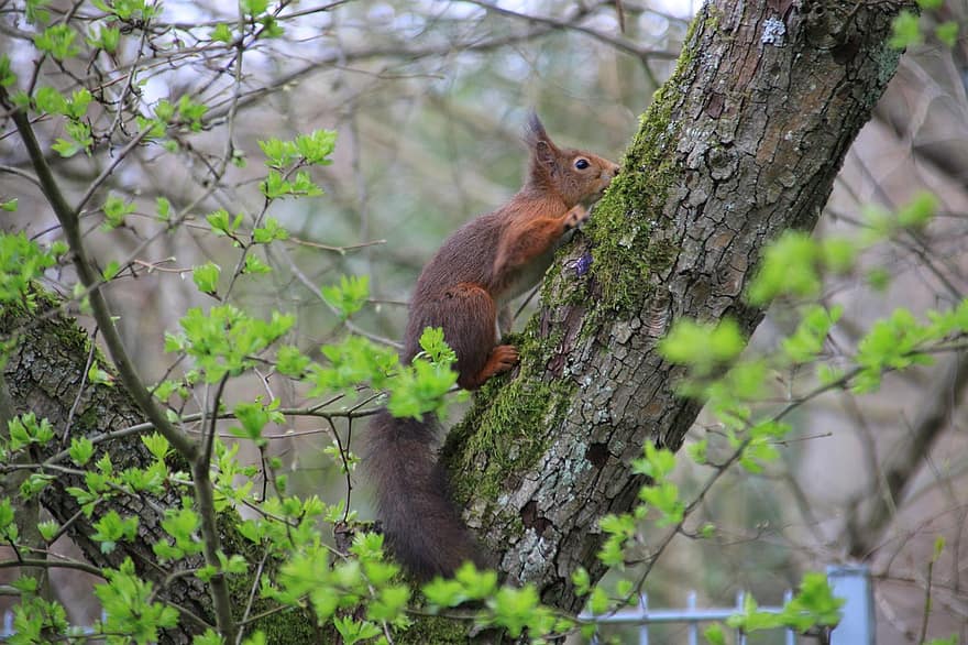 esquirol, rosegador, animal, mamífer, esquirol vermell, Esquirol vermell eurasiàtic, esquirol de l'arbre, arbre, naturalesa