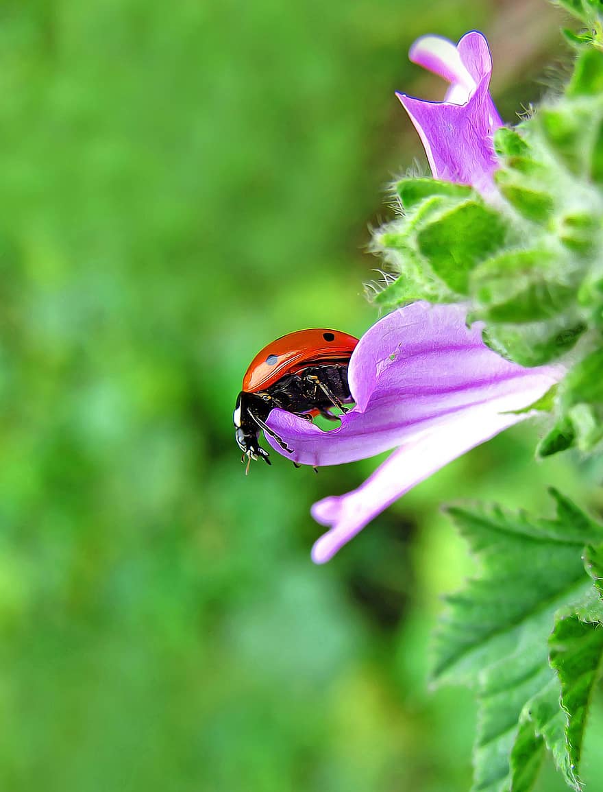Ladybug, Insect, Ladybird Beetle, Beetle, Red Beetle, Dotted, Dotted Beetle, Nature, Fauna, Animal, Coccinellidae