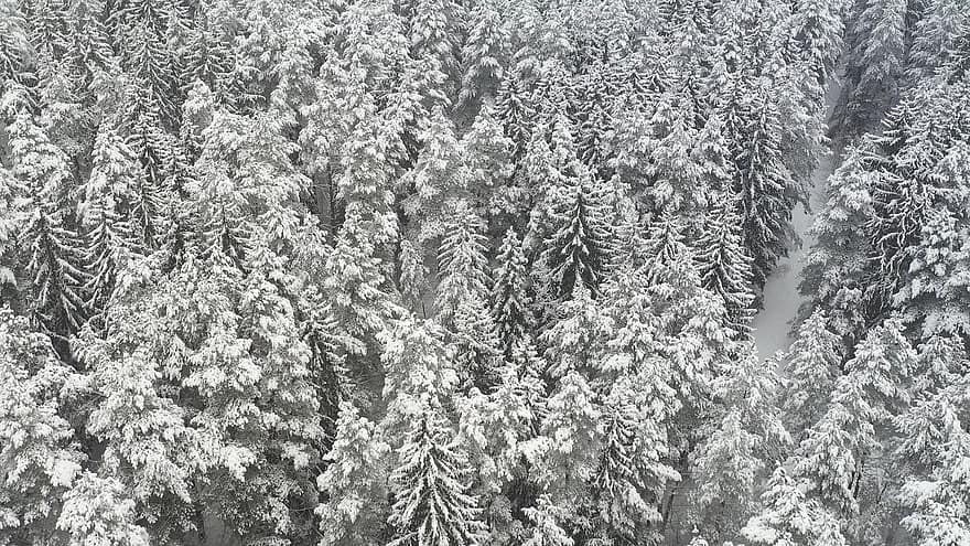 gran, träd, tallar, skog, vintergrön skog, lugn, vykort, scen, snöig, toppvy, tapet