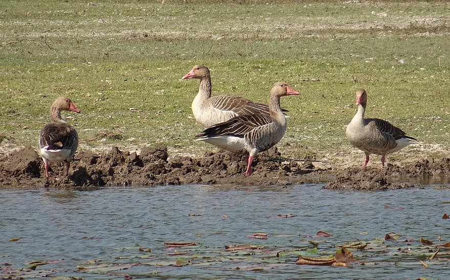 Greylag Geese, Geese, Birds, Animals, Waterfowls, Water Birds, Plumage, Water, Lake, Feathers, Animal World