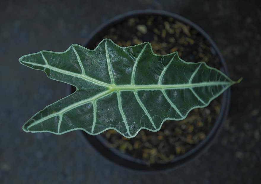 Alocasia Leaf, anlegg, gryte, potteplante, Alocasia, Alocasia-anlegget, natur, grønt, blad, flora, fargerik