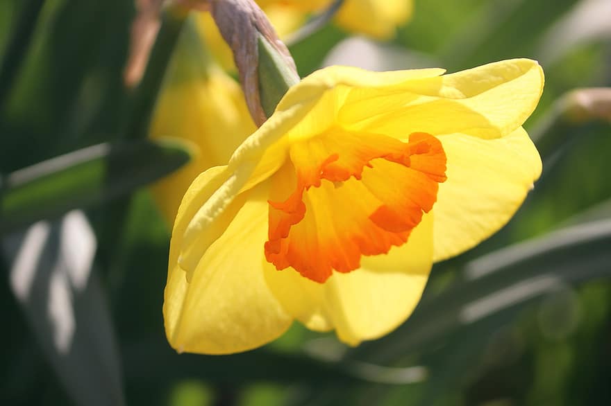 Narcissus, Yellow, Daffodil, Flower, Yellow Flower, Petals, Yellow Petals, Flora, Nature, Spring Flower, Plant